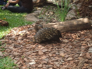 An Exotic Hedgehog!!!!