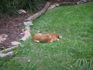 Dingo.......the Closest I Ever Hope To Be To One!!!