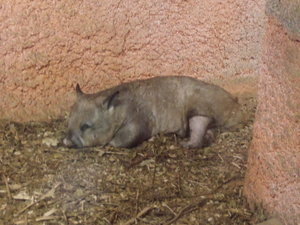 Cuddly Wombat Again!!!