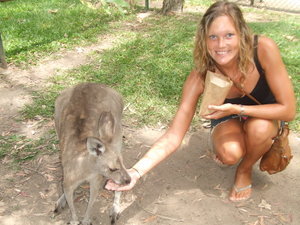 I love these Kangaroos!!! This one was called Skippy...Original eh?!!!