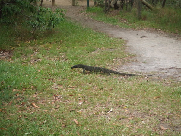 Goanna...or a small Alligator?!!!