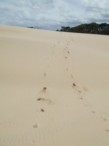 Fresh Footprints!!!