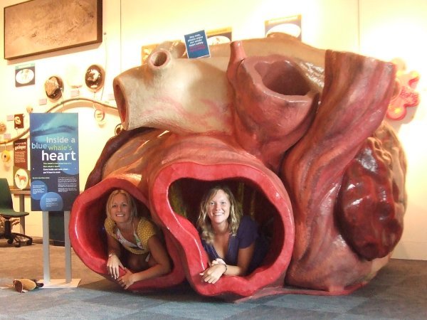 In a Blue Whales Heart!!!