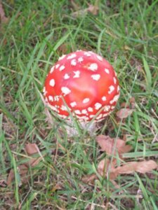 Fairytale Mushroom!!!