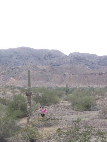 Cacti in the desert