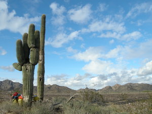 Saguaro cacti