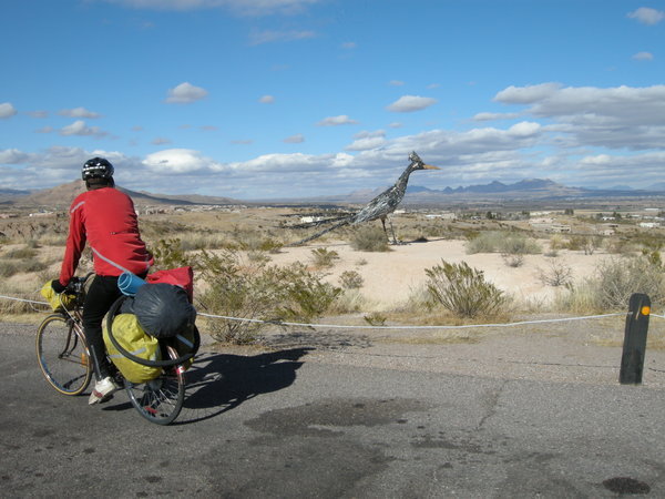 Roadrunner in New Mexico