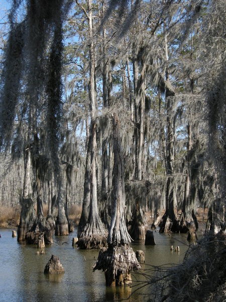 Sam Houston Jones State Park