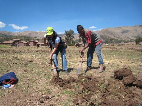 Incan farming tools