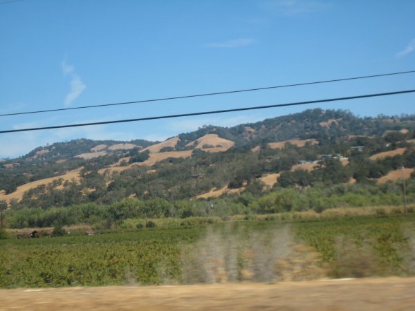 all the vineyards along the highway