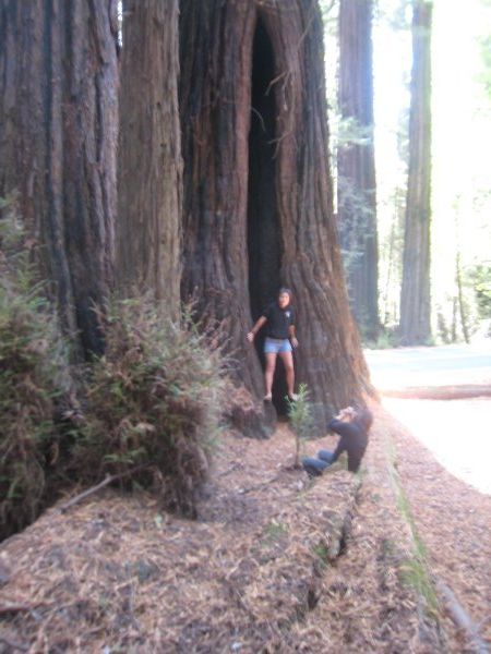 more redwoods