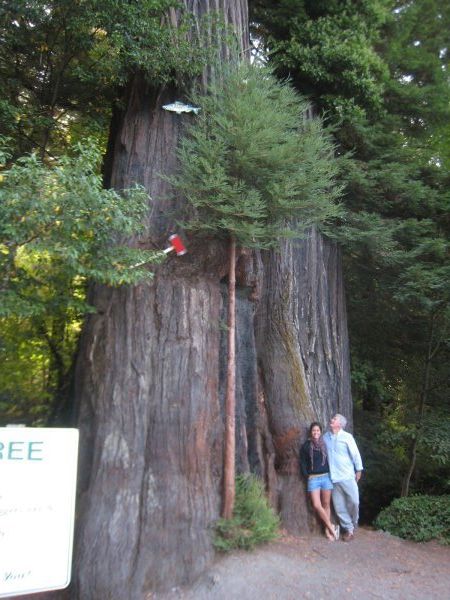 ginormous redwood called the Immortal tree