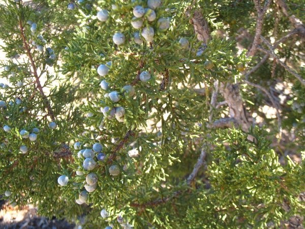 Juniper bush