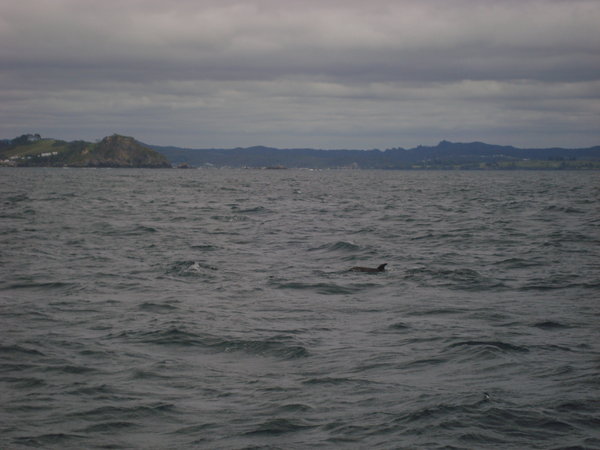 Dolphin...see if you can find him ;)