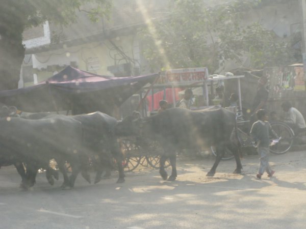 Cows on the streets