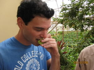 adam eating his very first star fruit 