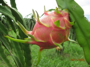 dragon fruit