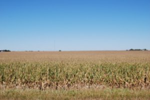 Corn on the prairie