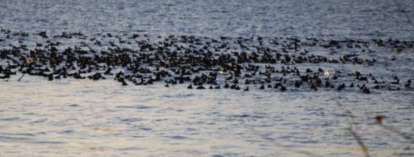 A Raft of Coots