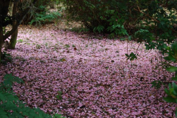 Carpet of petals