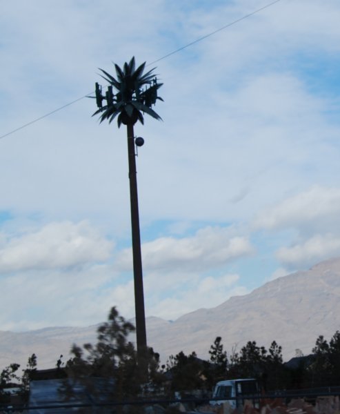 Palm Tree Cell Tower