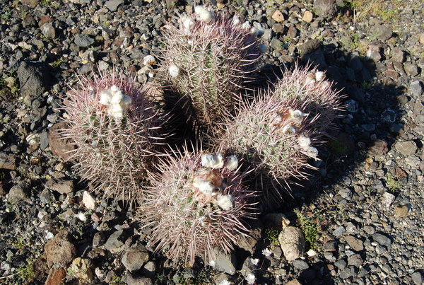 Cotton-top Cactus
