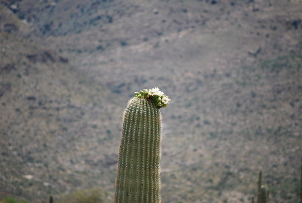 Saguaro in Bloom