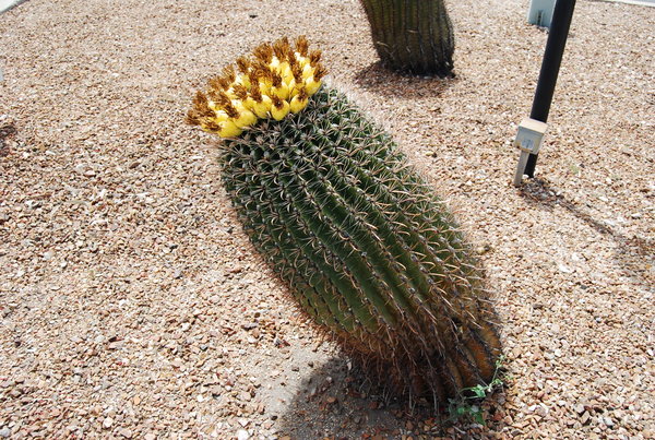 Barrel Cactus Leaning
