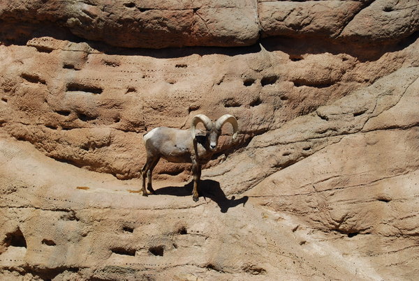 Bighorn Sheep