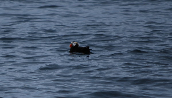 Tufted Puffin!!!