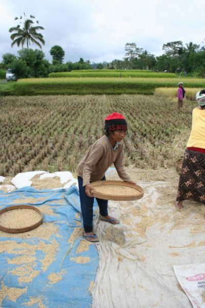 Working the fields | Photo