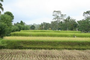 Paddy fields