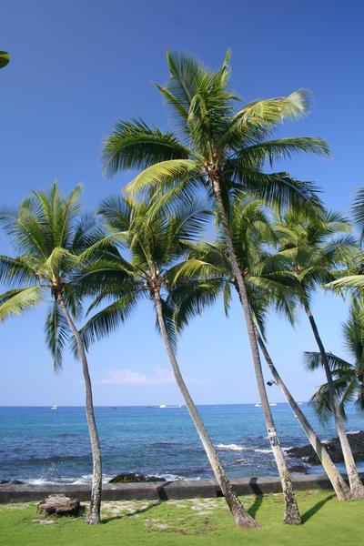 Kona palm trees