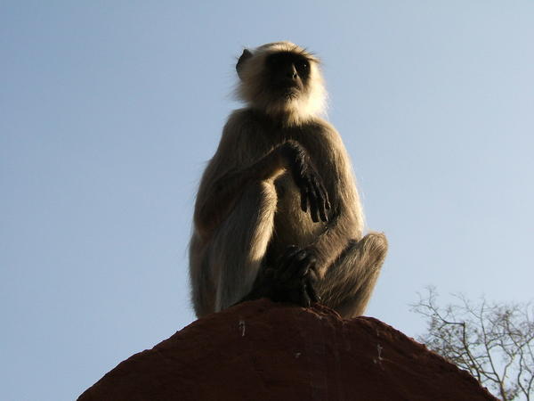 Pensive Monkey