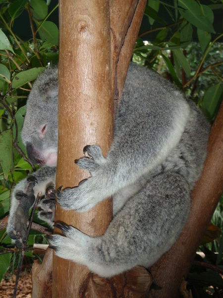 Cuddly Koala's