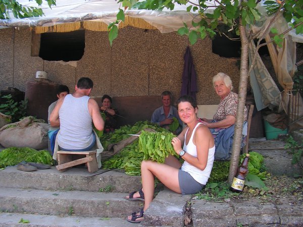 Pomace albanian people,tabaco production