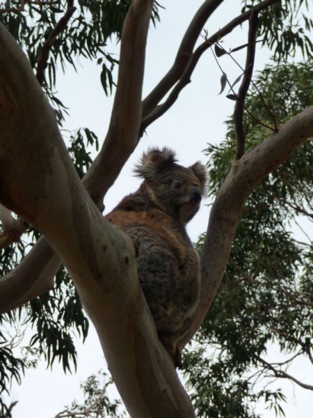 Koalas everywhere