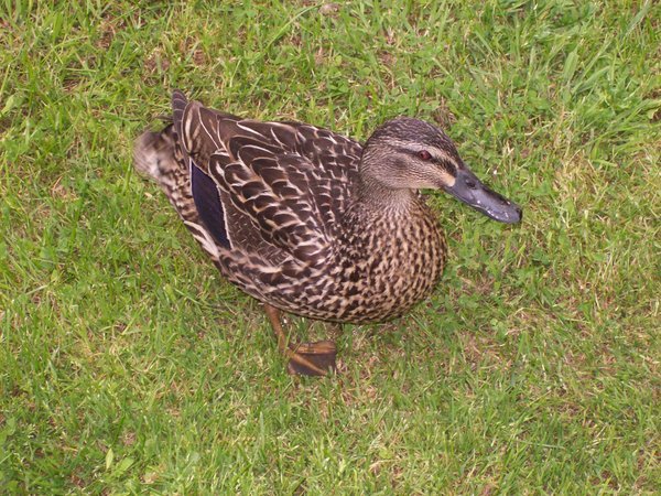 another duck