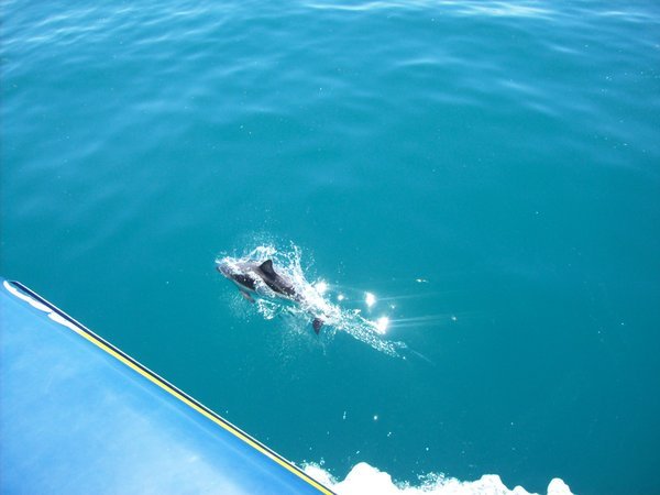 we were lucky enough to see a dolphin