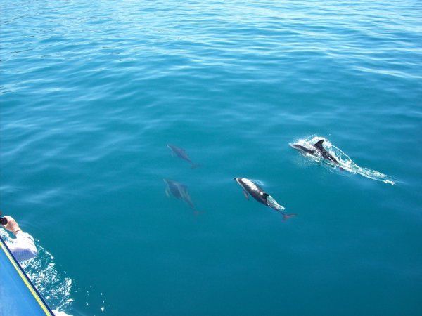 then some more dolphins appeared