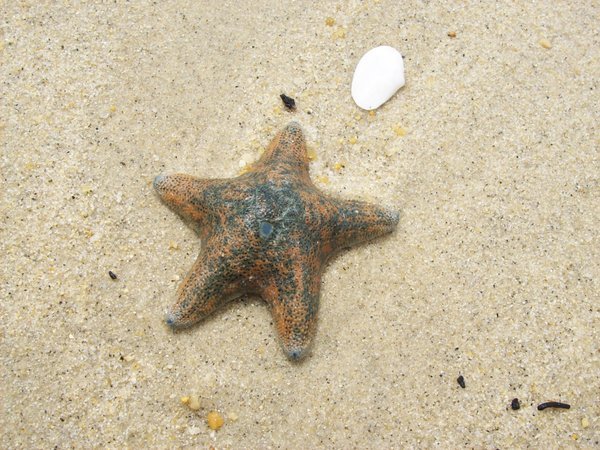 I tried to befriend this star fish