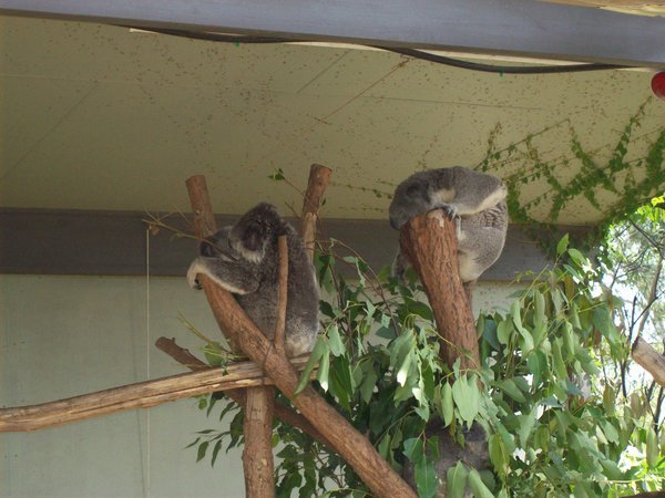 Koala Bears!