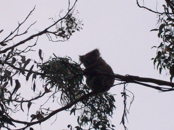 saw lots of Koala bears on the way.