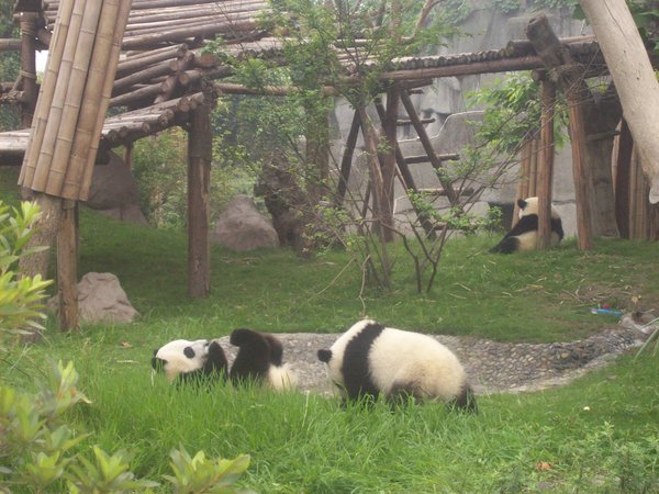 Two baby pandas playing.