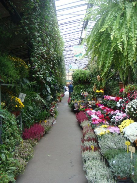 Flower Market near the Notre Dame