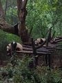 Pandas chilling out after some breakfast