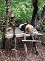 Pandas napping