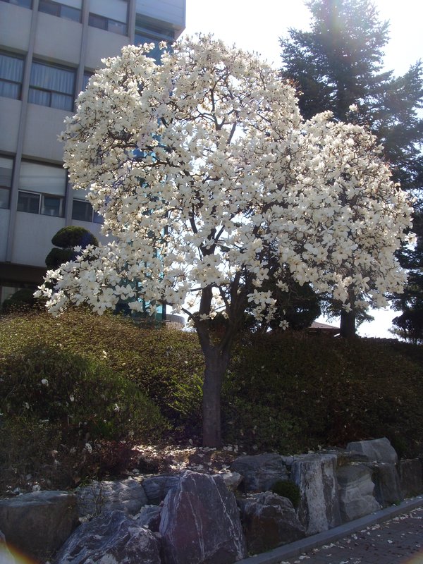 White Flower Tree