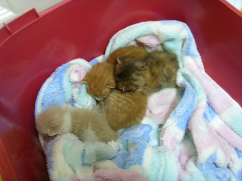 Kittens 1