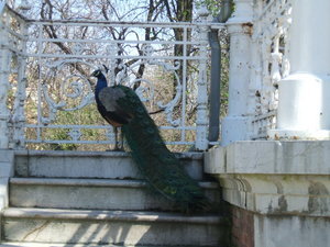 One of the peacocks in the park